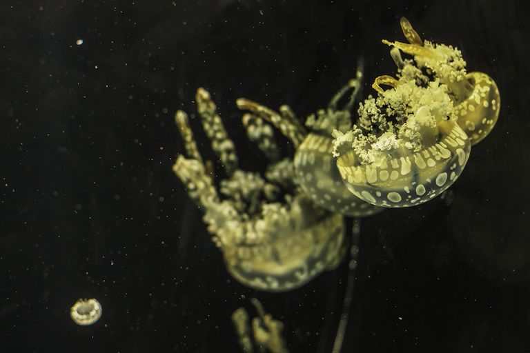https://www.gettyimages.co.uk/detail/photo/jellyfish-mastigias-papua-closeup-in-the-aquarium-royalty-free-image/1138200077?phrase=turritopsis+nutricula