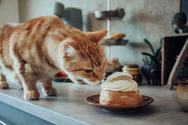 https://www.gettyimages.com/detail/photo/cat-smelling-whipped-cream-from-bun-royalty-free-image/1485042465?phrase=cat+Dairy+products