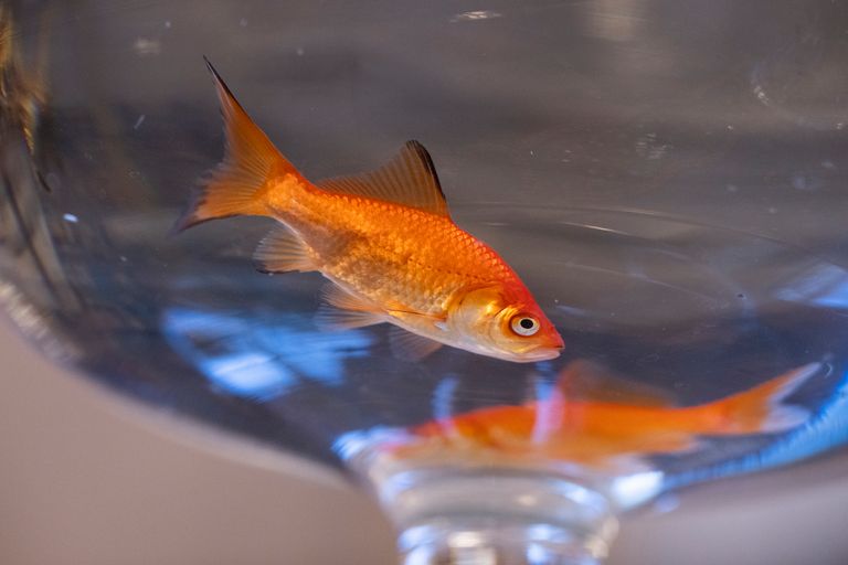 https://www.gettyimages.co.uk/detail/photo/goldfish-for-sale-at-a-market-royalty-free-image/182411118
