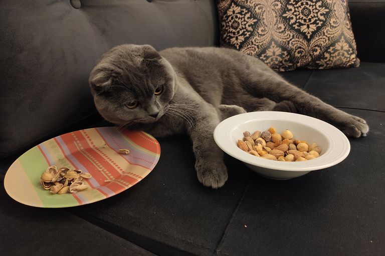 https://www.gettyimages.com/detail/photo/scottishfold-in-the-nuts-royalty-free-image/1294040236?phrase=cat+Nuts