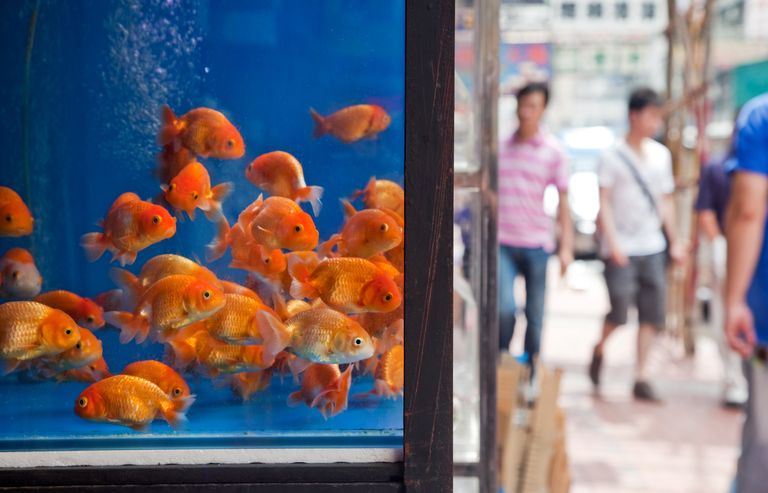 https://www.gettyimages.co.uk/detail/photo/goldfish-for-sale-at-a-market-royalty-free-image/182411118