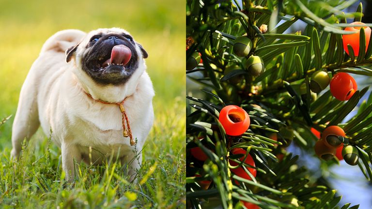 https://www.gettyimages.com/detail/photo/pug-walking-on-a-grass-in-summer-park-royalty-free-image/185231318?phrase=fat+dog+&adppopup=true | https://www.gettyimages.com/detail/photo/high-angle-view-of-berries-royalty-free-image/651797732?phrase=Yew+tree+dog