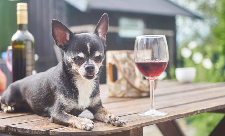 https://www.gettyimages.com/detail/photo/dog_wine-royalty-free-image/1080279058?phrase=Alcohol+dog