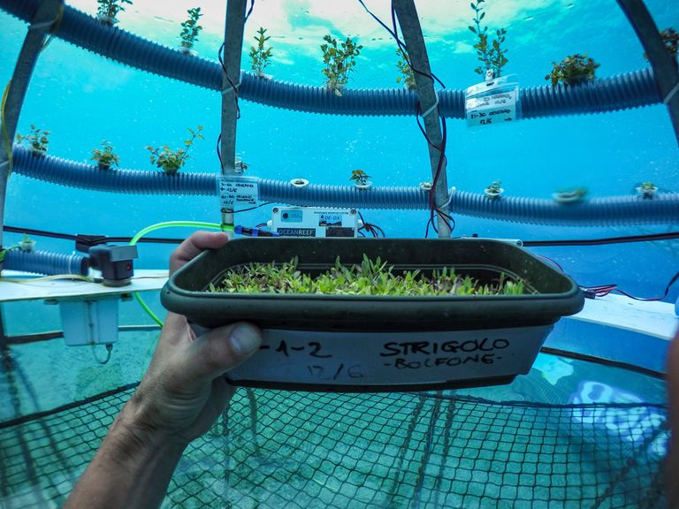 https://www.gettyimages.co.uk/detail/news-photo/inside-underwater-bells-plants-grow-in-stable-and-news-photo/1083672188