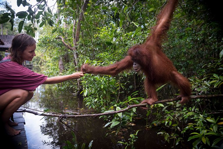 https://www.gettyimages.co.uk/detail/photo/human-and-orangutan-interacting-at-tanjung-puting-royalty-free-image/943488490?phrase=ape+human