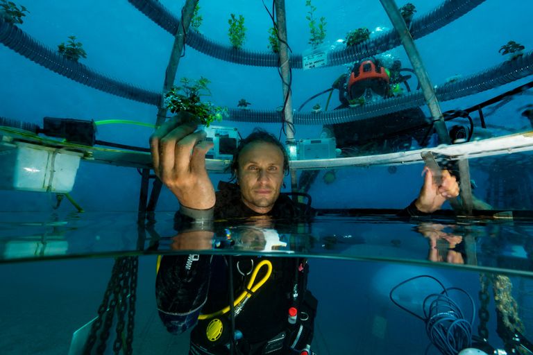 https://www.gettyimages.co.uk/detail/news-photo/professional-diver-is-checking-the-health-and-progress-of-news-photo/1083670700