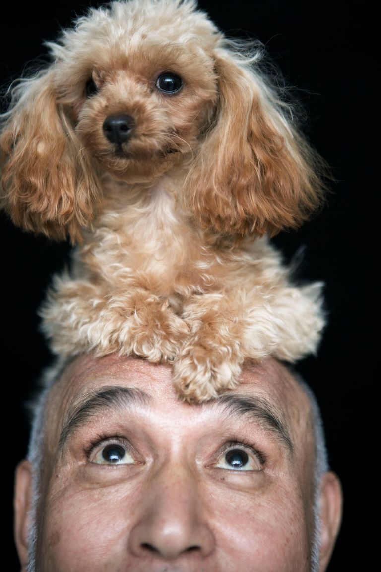 https://www.gettyimages.co.uk/detail/photo/dog-sitting-on-top-of-senior-mans-head-high-section-royalty-free-image/200512105-001?phrase=funny+old+dog&adppopup=true