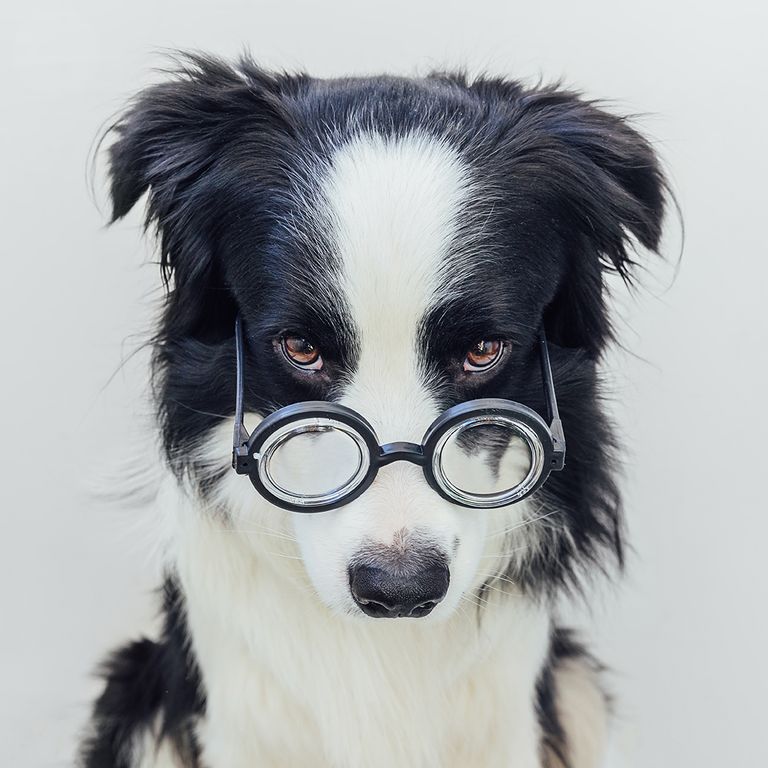 https://www.gettyimages.co.uk/detail/photo/funny-portrait-of-puppy-dog-border-collie-in-royalty-free-image/1321020799?phrase=scientist+and+dog&adppopup=true