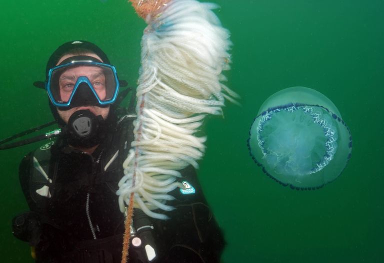 https://www.gettyimages.co.uk/detail/news-photo/âsquid-eggs-and-jellyfish-are-seen-in-the-images-of-news-photo/1241731031?adppopup=true
