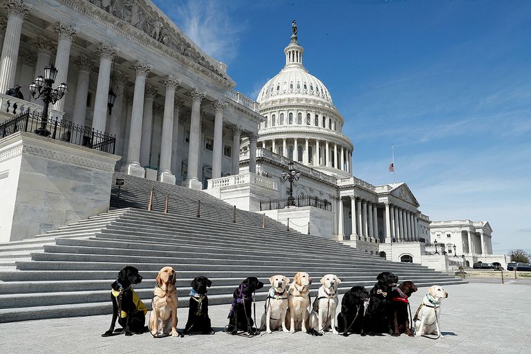 https://www.gettyimages.com/detail/news-photo/americas-vetdogs-service-dogs-and-dogs-in-training-outside-news-photo/1383100225?adppopup=true