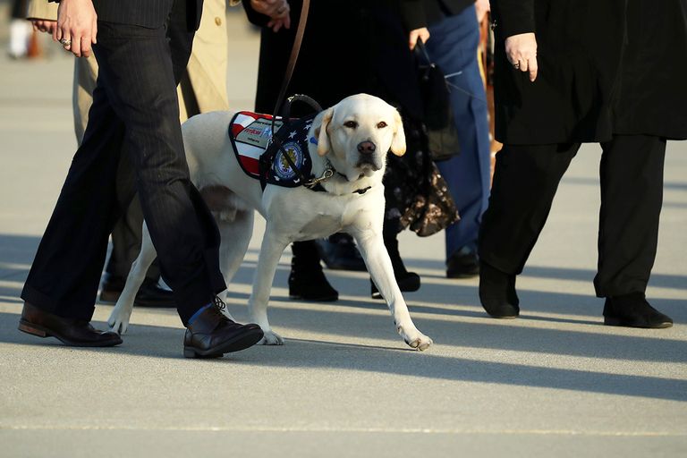 https://www.gettyimages.com/detail/news-photo/sully-the-yellow-labrador-retriever-service-dog-of-former-news-photo/1068060294