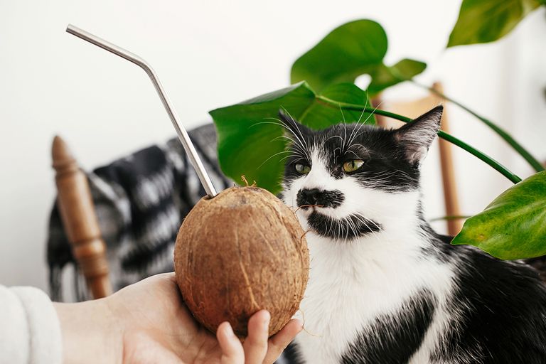 https://www.gettyimages.com/detail/photo/funny-cute-cat-smelling-and-tasting-coconut-with-royalty-free-image/1135598294?phrase=pet+Coconut+water