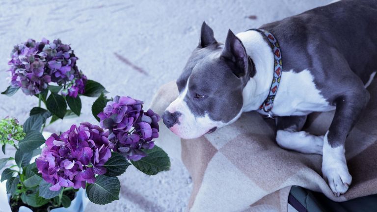 https://www.gettyimages.com/detail/photo/dog-american-staffordshire-terrier-sniffed-purple-royalty-free-image/1401712283?phrase=dog+Hydrangeas