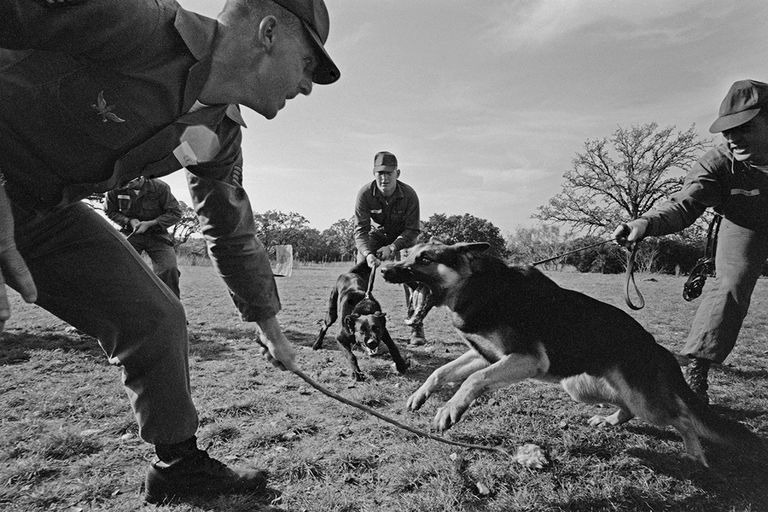 https://www.gettyimages.com/detail/news-photo/soldier-restraining-a-german-shepherd-which-bears-its-teeth-news-photo/1319225726