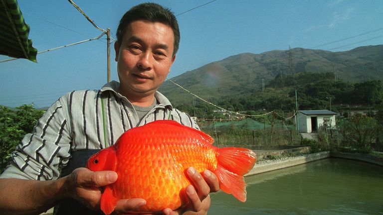 https://www.gettyimages.co.uk/detail/news-photo/hong-kong-fish-breeder-lee-tak-sun-owner-of-sun-sun-fishing-news-photo/1126653990