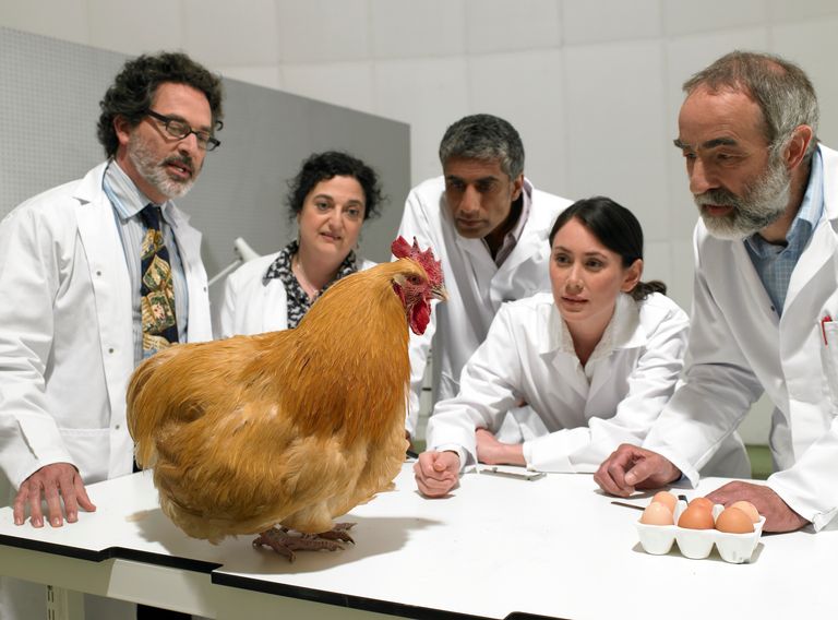 https://www.gettyimages.co.uk/detail/photo/group-of-scientists-examine-chicken-in-laboratory-royalty-free-image/82770182?phrase=animal+and+scientist&adppopup=true