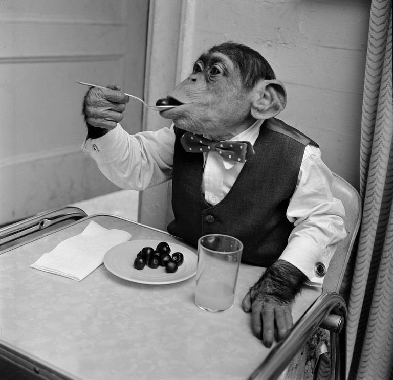 https://www.gettyimages.co.uk/detail/news-photo/young-chimpanzee-kokomo-jnr-eating-cherries-with-a-spoon-at-news-photo/3362959