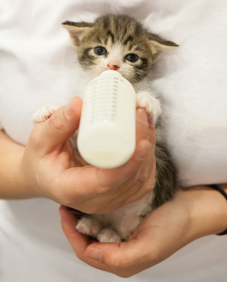 https://www.gettyimages.co.uk/detail/photo/bottle-fed-orphaned-kitten-royalty-free-image/185285553