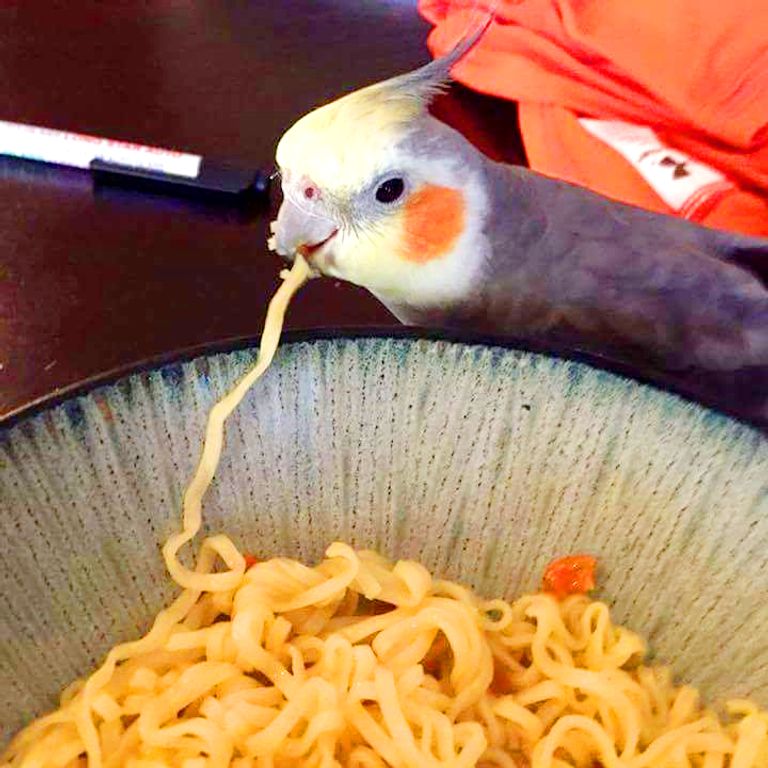 parrot eating noodles