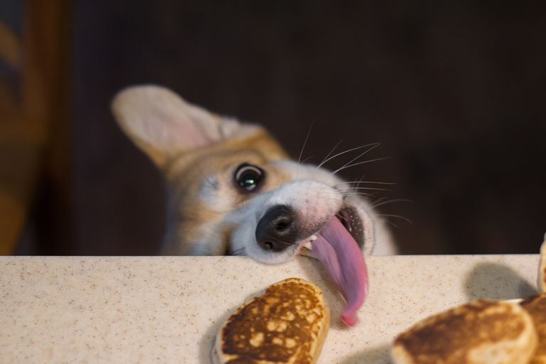 https://www.gettyimages.co.uk/detail/photo/corgi-tries-to-eat-a-patty-royalty-free-image/1297491530