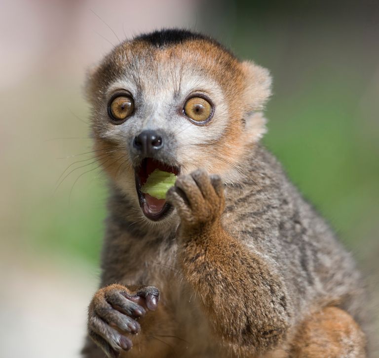 https://www.gettyimages.co.uk/detail/photo/portrait-of-eating-crowned-lemur-with-eyes-wide-royalty-free-image/1073786530