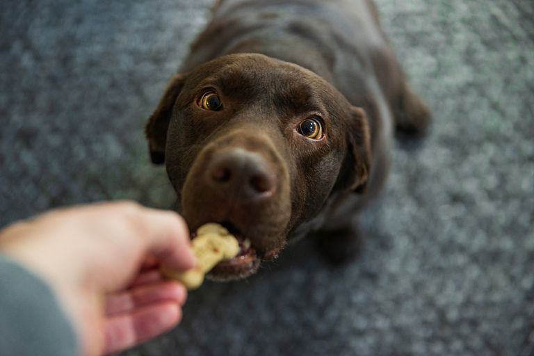 https://www.gettyimages.co.uk/detail/photo/cute-chocolate-labrador-dog-taking-a-biscuit-from-royalty-free-image/1312856869