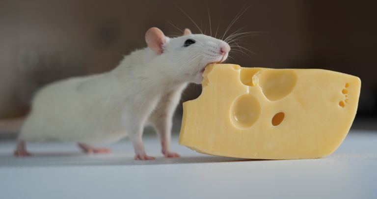 https://www.gettyimages.com/detail/photo/domestic-white-rat-eating-cheese-royalty-free-image/1445527447?phrase=mouse+eating+cheese&adppopup=true