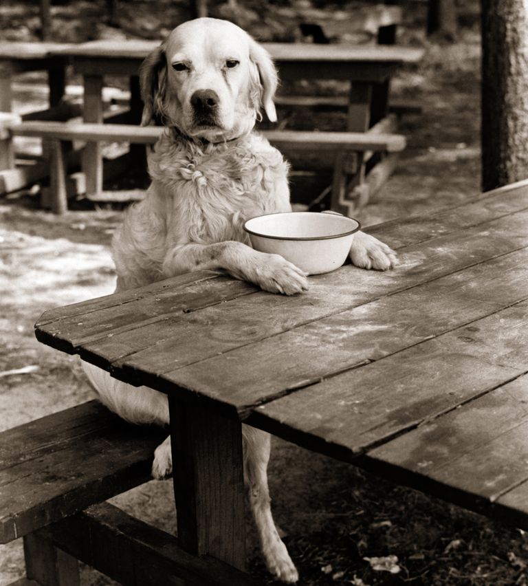 https://www.gettyimages.co.uk/detail/news-photo/1930s-dog-mixed-breed-sitting-like-human-being-at-outdoor-news-photo/563936771