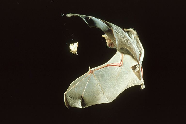https://www.gettyimages.co.uk/detail/photo/greater-horseshoe-bat-rhinolophus-ferrum-equinum-royalty-free-image/90066414?phrase=bat+insect