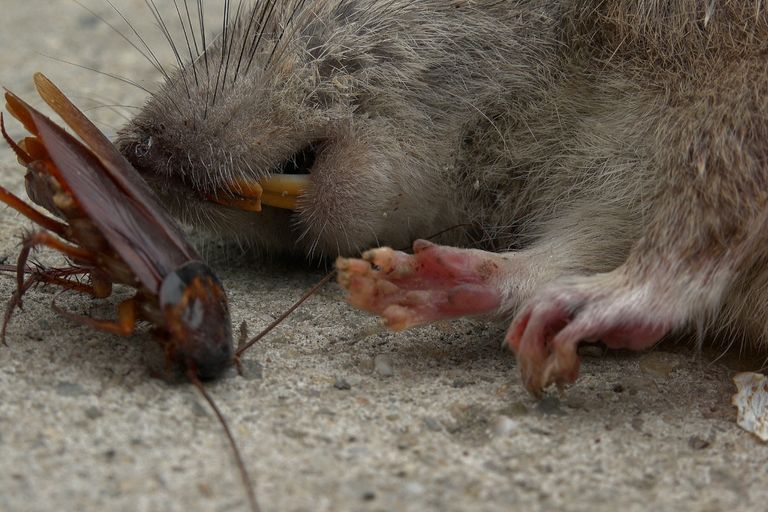 https://www.gettyimages.co.uk/detail/photo/dead-rat-laying-near-american-cockroach-on-the-royalty-free-image/1144469680?phrase=cockroach+rat