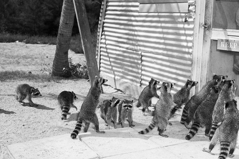 https://www.gettyimages.co.uk/detail/news-photo/miami-fl-a-group-of-wild-raccoons-besieges-the-door-to-the-news-photo/514912178