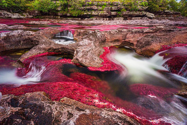 https://www.gettyimages.co.uk/detail/photo/crystal-river-colombia-royalty-free-image/1217467705?phrase=Ca%C3%B1o+Cristales&adppopup=true