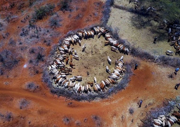 https://www.gettyimages.co.uk/detail/news-photo/aerial-view-of-cows-suffering-from-the-drought-grouped-in-news-photo/656563626?adppopup=true