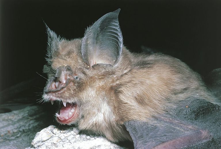 https://www.gettyimages.co.uk/detail/news-photo/greater-horseshoe-bat-news-photo/89167148?adppopup=true