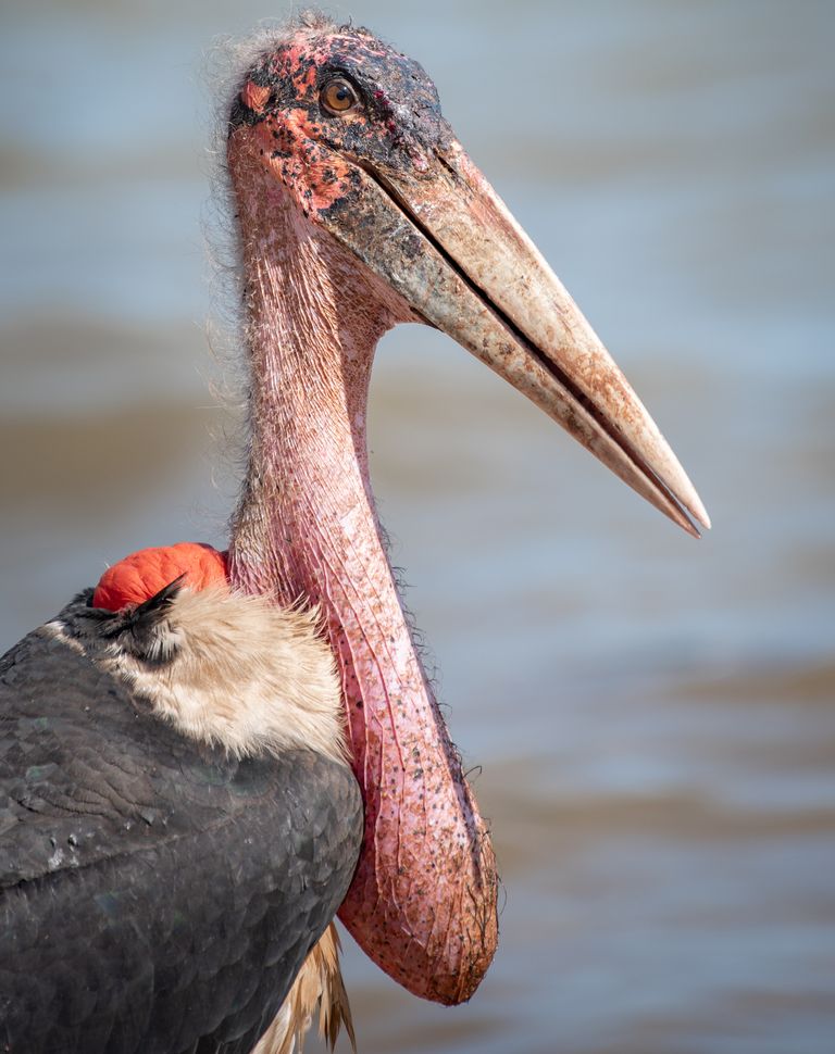 https://www.gettyimages.co.uk/detail/photo/close-up-of-pelican-perching-outdoors-royalty-free-image/1301216580?phrase=Marabou+stork&adppopup=true