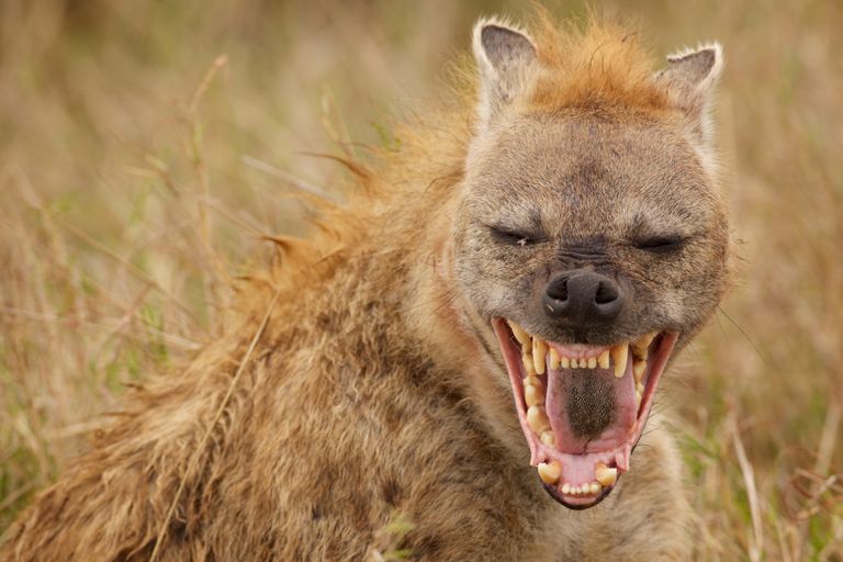 https://www.gettyimages.co.uk/detail/photo/laughing-hyena-royalty-free-image/478456495?phrase=Hyena&adppopup=true