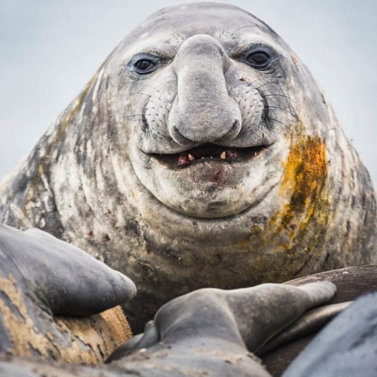 https://www.gettyimages.co.uk/detail/photo/portrait-of-an-elephant-seal-elephant-point-royalty-free-image/1270702176?phrase=Elephant+Seal&adppopup=true