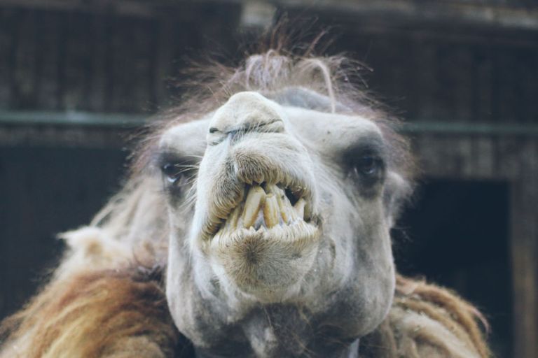 https://www.gettyimages.co.uk/detail/photo/camel-portrait-royalty-free-image/1010759748?phrase=ugly+animal&adppopup=true