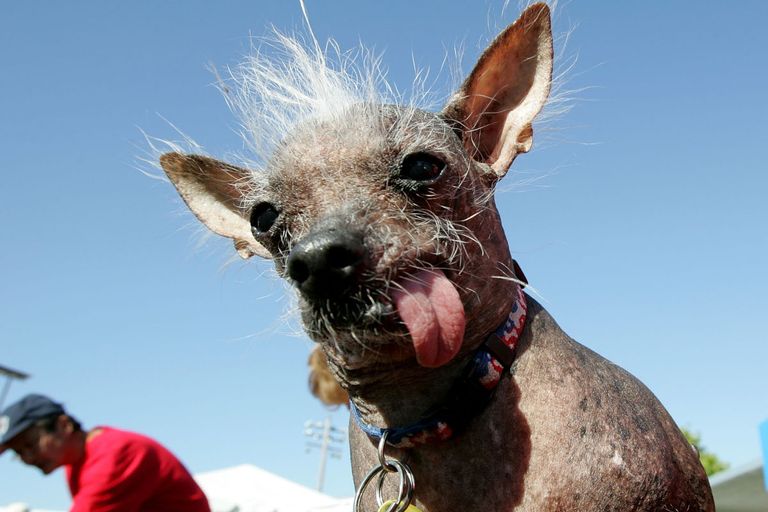 https://www.gettyimages.co.uk/detail/news-photo/the-2006-worlds-ugliest-dog-archie-a-chinese-crested-is-news-photo/71285912?adppopup=true