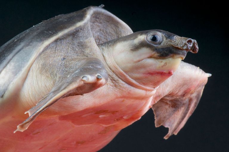 https://www.gettyimages.co.uk/detail/photo/pig-nosed-turtle-carettochelys-insculpta-royalty-free-image/158767357?phrase=Pig-Nosed+Turtle&adppopup=true