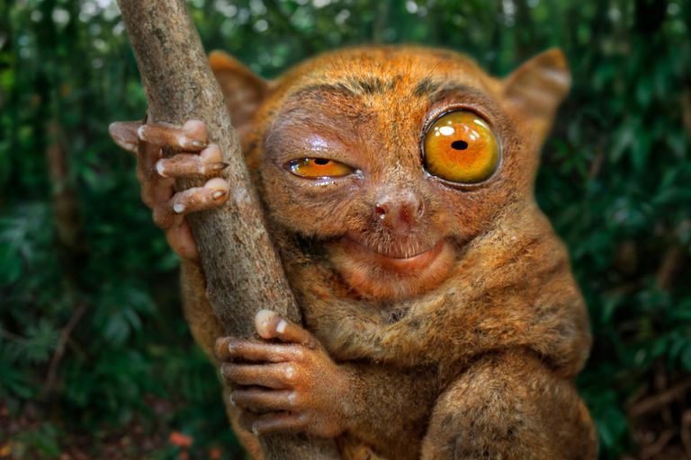 https://www.gettyimages.co.uk/detail/photo/tarsier-looking-at-camera-corella-bohol-philippines-royalty-free-image/1500928219?phrase=Tarsier&adppopup=true