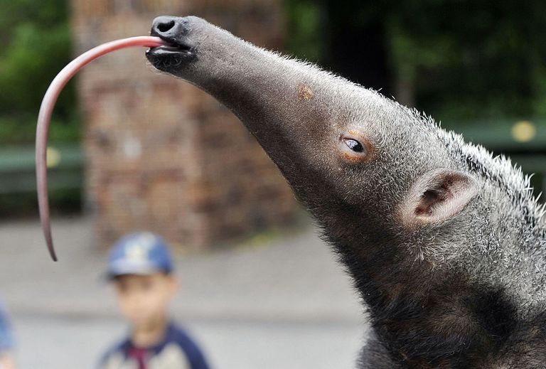 https://www.gettyimages.co.uk/detail/news-photo/two-month-old-giant-anteater-sticks-out-its-tonuge-as-he-is-news-photo/81854020?adppopup=true
