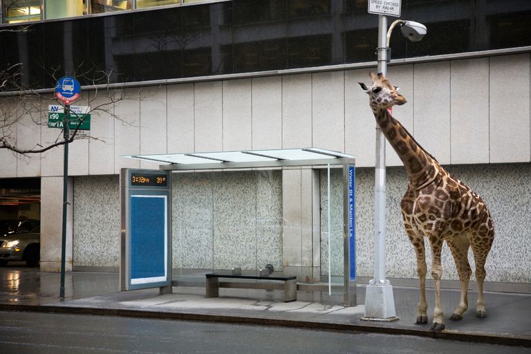 https://www.gettyimages.co.uk/detail/photo/giraffe-waiting-at-bus-stop-royalty-free-image/85075126?phrase=wildlife+in+city