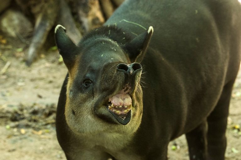 https://www.gettyimages.co.uk/detail/photo/bairds-tapir-royalty-free-image/657783065?phrase=baird%27s+tapir&adppopup=true
