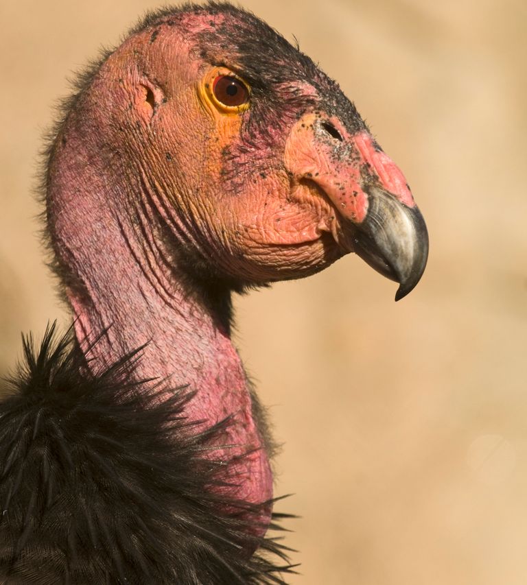 https://www.gettyimages.co.uk/detail/news-photo/california-condor-gymnogyps-californianus-in-wild-arizona-news-photo/1043691230?adppopup=true
