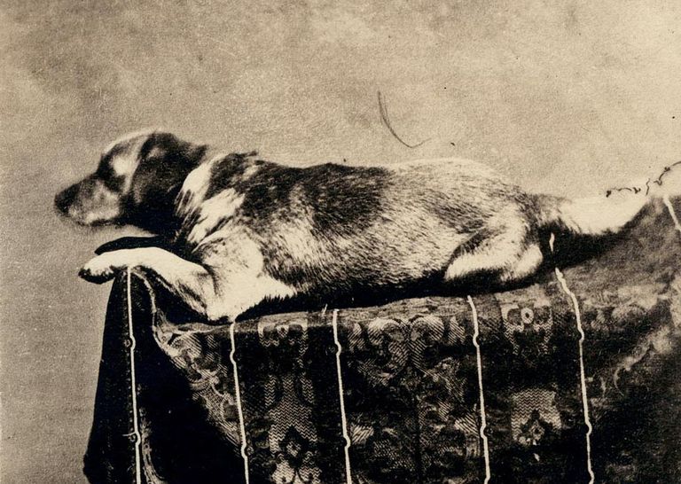 Abraham Lincolns Dog Met Eerily Similar Fate
