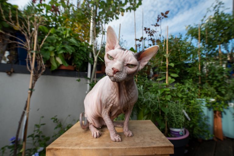 https://www.gettyimages.co.uk/detail/photo/sphynx-cat-royalty-free-image/1180032046?phrase=sphinx+cat&adppopup=true