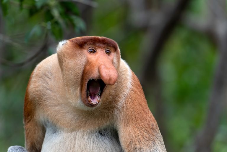 https://www.gettyimages.co.uk/detail/photo/portrait-of-aggressive-male-proboscis-monkey-royalty-free-image/1422268877?phrase=Proboscis+monkey&adppopup=true