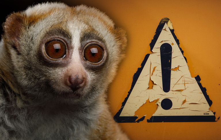 https://www.gettyimages.co.uk/detail/photo/lemur-slow-loris-royalty-free-image/824864656