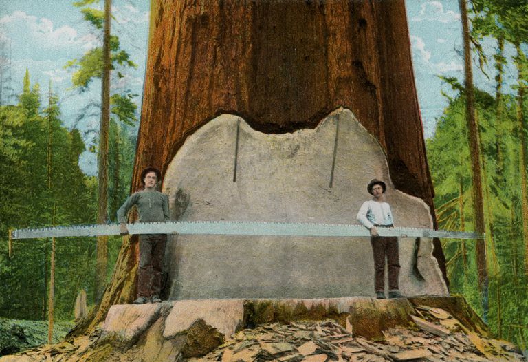 https://www.gettyimages.co.uk/detail/news-photo/two-early-loggers-holding-their-28-foot-saw-standing-in-the-news-photo/525363531